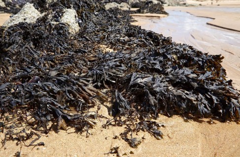 Bladder wrack (Fucus vesiculosus) on the beach of Plévenon, Côtes-d'Armor, Brittany, France, Europe