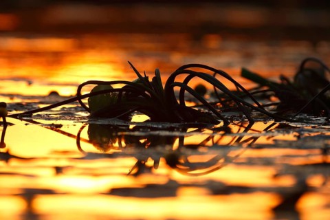 Roots of water lilies backlit at sunrise, Flusslandschaft Peenetal nature park Park,