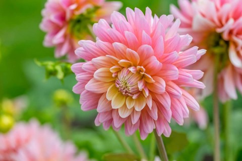 Dahlias (Dahlia), Münsterland, North Rhine-Westphalia, Germany, Europe