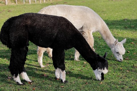 Grazing alpacas (Vicugna pacos), Germany, Europe