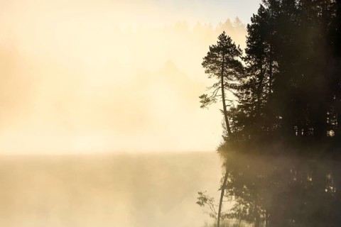 Pine and forest silhouette at sunrise backlit with fog over the bog lake Étang de la Gruère in the
