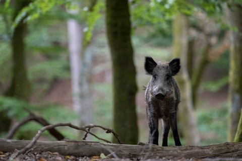 Wild boar, sow in summer