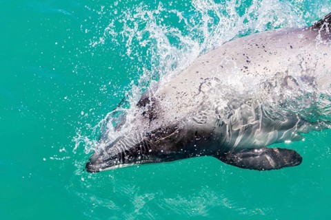 Hector-Delphin (Cephalorhychus hectori), Bootsfahrt, Akaroa, Banks-Halbinsel, Canterbury,