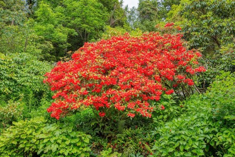 Rhododendron (neriiflorum), Glenfalloch Gardens, Dunedin, Neuseeland