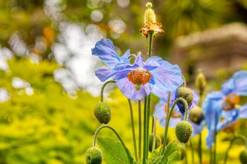 Poppy (Meconopsis), Flowers, Larnach Castle, garden, Dunedin, New Zealand, Oceania