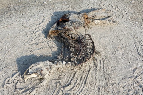 Harbor seal (Phoca vitulina), found dead on the beach, skeleton, example of material cycles in