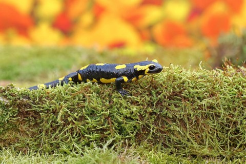 Fire salamander (Salamandra salamandra), running over moss in autumn forest, Indian summer,