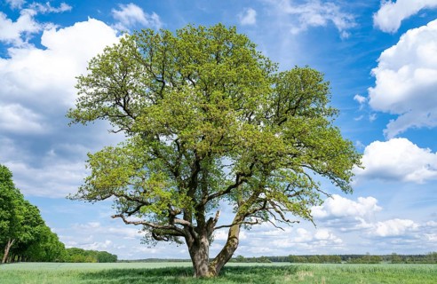 English oak (Quercus robur), solitary standing in a meadow, blue sky and white clouds, Lower
