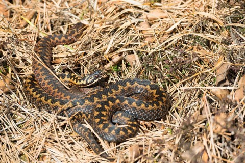 Two wild common european vipers (Vipera berus), brown, adult animals, females, lying and cuddling
