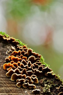 Mushrooms on a sawn-off tree trunk, October, Saxony, Germany, Europe