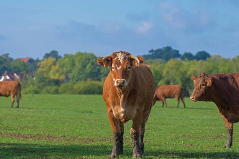 Buntscheck cow on the pasture, Franconia, Bavaria, Germany, Europe