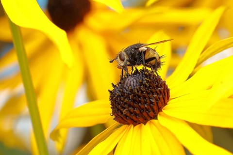 Hedgehog fly (Tachina fera), collecting nectar from a flower of yellow coneflower (Echinacea