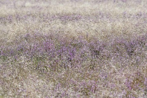 Heathland, Oberoher Heide, flowering common heather (Calluna Vulgaris) and true grasses (Poaceae),