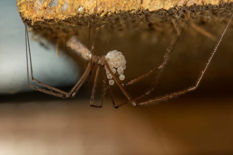 Small trembling spider (Pholcus opilionoides) hanging with egg package on the roof of a tool shed,