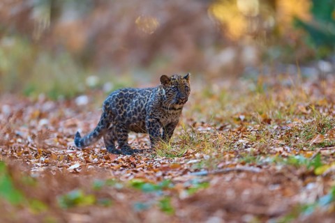 Indian leopard (Panthera pardus fusca), young animal in forest