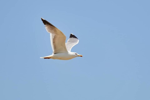 Yellow-legged gull (Larus michahellis) flying in the sky, ebro delta, Catalonia, Spain, Europe