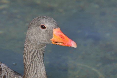 Greylag goose (Anser anser), animal portrait, Prien, Chiemsee, Bavaria, Germany, Europe