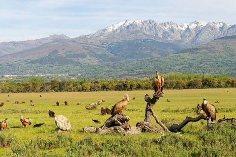 Griffon Vulture (Gyps fulvus), and Black Vulture (Aegypius monaschus) on the Luderplatz, in front
