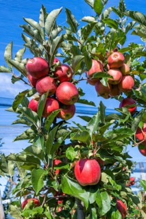 Red apples, ripe for the picking, Bodman-Ludwigshafen, Konstanz district, Baden-Württemberg,