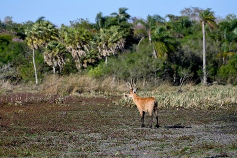 Pampas deer (Ozotoceros bezoarticus), male with velvet antlers, in Colonia Carlos Pellegrini,