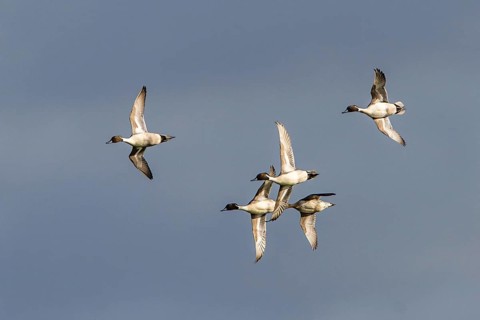 Northern (Anas acuta) Pintail., group of birds in flight