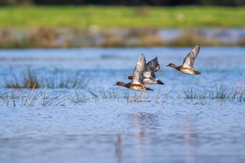 Eurasian Wigeon (Mareca penelope), birds in flight over Marshes