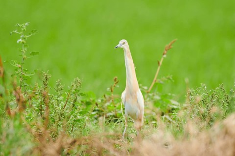 Squacco heron (Ardeola ralloides) in a rice field, hunting, ebro delta, Catalonia, Spain, Europe