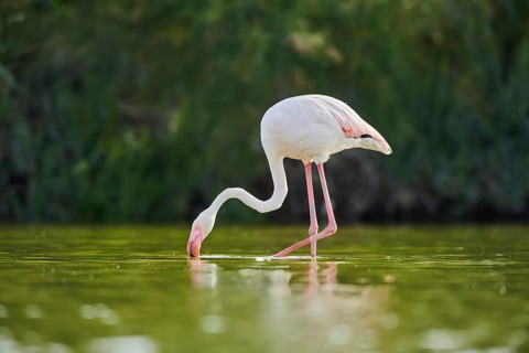 Greater Flamingo (Phoenicopterus roseus) walking in the water, Parc Naturel Regional de Camargue,