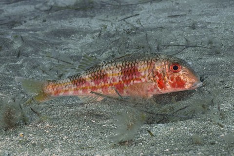 Striped red mullet (Mullus surmuletus), dive site El Cabron Marine Reserve, Arinaga, Gran Canaria,