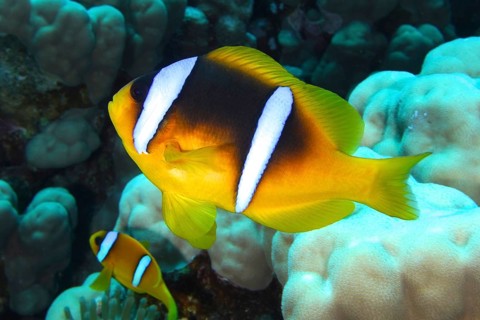 Red sea clownfish (Amphiprion bicinctus), dive site Shaab Claudia Reef, Red Sea, Egypt, Africa