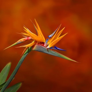 Flowering strelitzia (Strelitzia reginae)