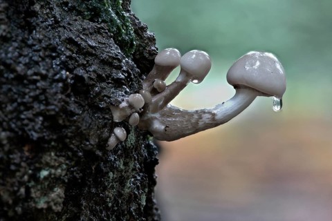 Porcelain fungi (Oudemansiella mucida), Emsland, Lower Saxony, Germany, Europe