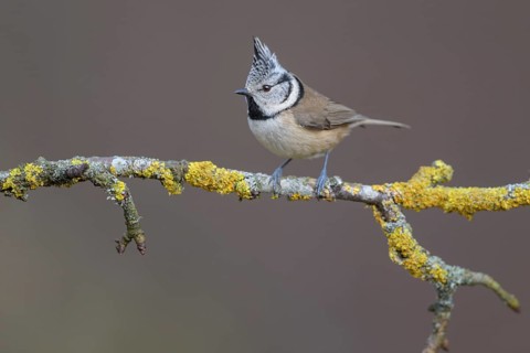 Crested Tit (Lophophanes cristatus), on a branch covered with yellow lichen, Biosphere Reserve,