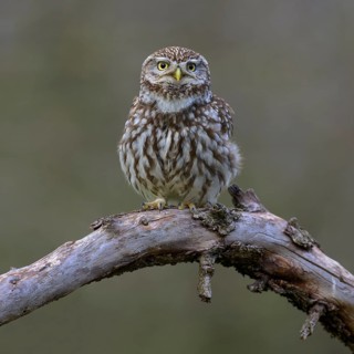 Little Owl (Athene noctua), calling male on dead apple tree branch, Biosphere Reserve, Swabian Alb,