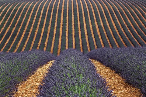 Wavy lavender field, flowering true lavender (Lavandula angustifolia), D56, between Valensole and