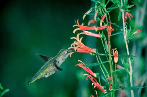 Anna's hummingbird (Calypte anna), female, Arizona, USA, Anna's Hummingbird, Sonoran Desert,