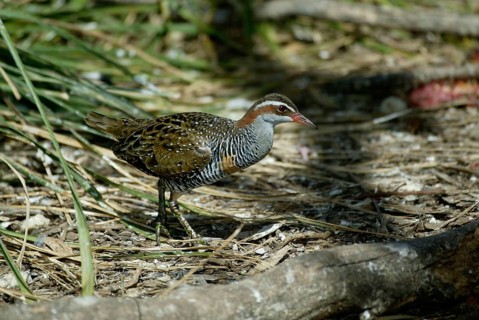Buff-banded rail (Rallus philippensis) Australia