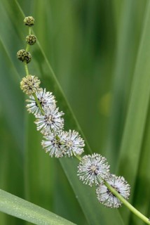 Branched Bur-reed (Sparganium erectum), Germany, Europe
