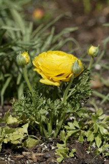 Buttercup (Ranunculus asiaticus)