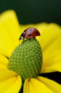 Seven-spott ladybird (Coccinella septempunctata), Europe, Other animals, Insects, Ladybird beetle,