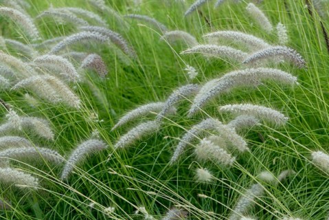 Fountain Grass (Pennisetum alopecuroides), Lampenputzergras, Graeser (Gramineae), Zierpflanzen,
