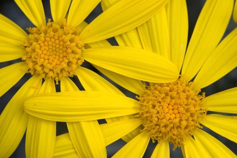 Yellow daisies (Euryops pectinatus)