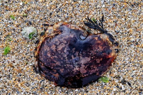 Lion's mane jellyfish (Cyanea capillata), hair jelly washed ashore on beach, Brittany, France,