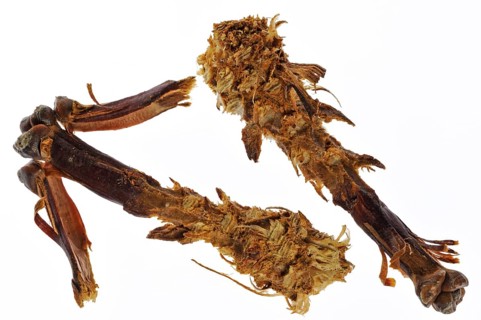 Cones of scots pine (Pinus sylvestris), stripped by red eurasian red squirrel (Sciurus vulgaris),