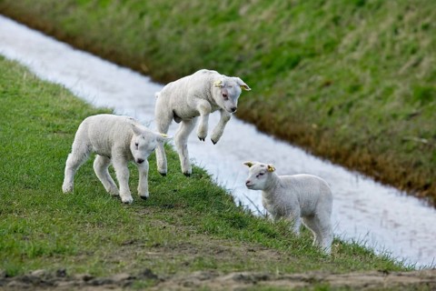 Texel domestic sheep (Ovis aries) Lambs jumping and playing in a meadow, Netherlands