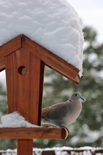 Eurasian collared doves (Streptopelia decaocto), pigeons, animals, birds, Eurasian collared dove on