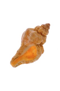 Ocenebra erinaceus (Ocenebra erinacea), Ribbed purple snails, Other animals, Marine snails, Snails,