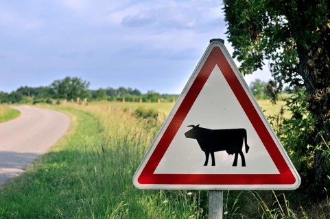 Warning sign, road sign for crossing cows, cattle, La Brenne, France, Europe