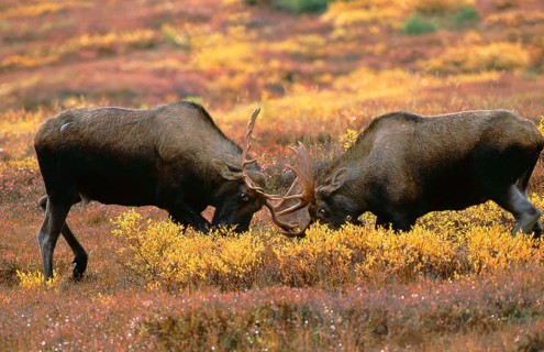Elks (Alces alces), fighting bulls, Denali national park, Alaska, USA, North America