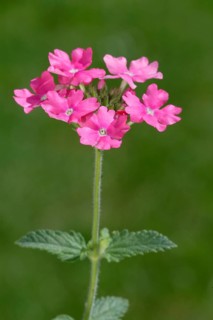 Vervain (Verbena hybride), Verbene, Blumen, flowers, Gartenpflanzen, garden plants,